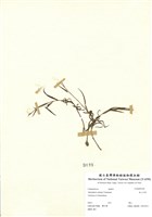 藏品(高山河參)的圖片